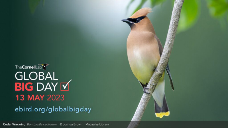 Big day ebird - 13/may/2023