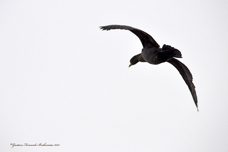 Foto: Gustavo Fernando Brahamian