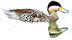 Pato capuchino 1