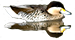 Pato capuchno  2