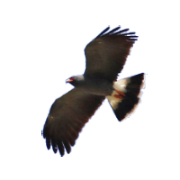 Caracolero