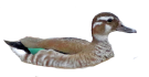 Pato de Collar