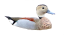Pato de Collar