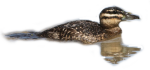 Pato Fierro hembra 150