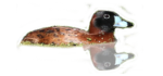 Pato Fierro macho 150
