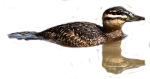 Pato Fierro macho 150