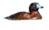 Pato Fierro macho 150