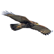 Gavilanmixto