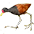 Jacana 1