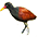 Jacana 3
