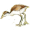 Jacana 8