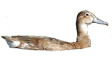 Pato Picazo hembra