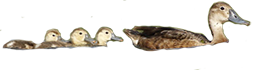 Pato Picazo familia
