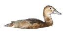 Pato Picazo