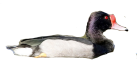 Pato Picazo