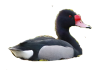 Pato Picazo