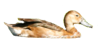 Pato Picazo