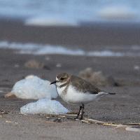 Chorlito doble collar
