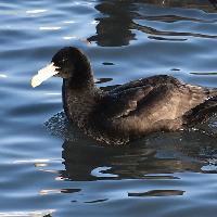 Petrel gigante común
