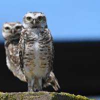 Lechucita de las vizcacheras