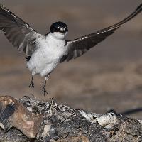Golondrina ceja blanca