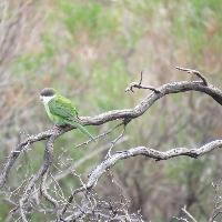 Catita serrana grande