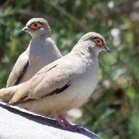Palomita ojo desnudo