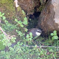 Churrín ceja blanca