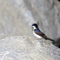 Golondrina barranquera