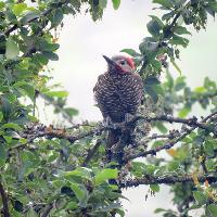 Carpintero dorado gris