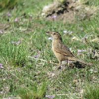 Espartillero serrano