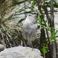 Dormilona cenicienta